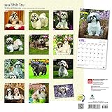 Image de Shih Tzu 2018 12 x 12 Inch Monthly Square Wall Calendar with Foil Stamped Cover, Animals Small Dog Breeds (Multilingual Edition)