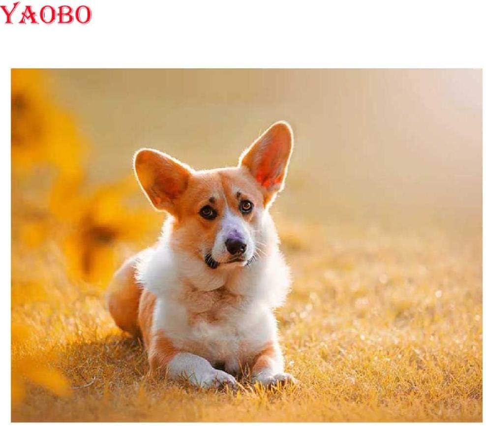 diamond star corgis