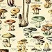 Meishe Art Vintage Poster Print Mushrooms Champignons Identification Reference Chart Diagram Illustration Botanical Educational Wall Decor
