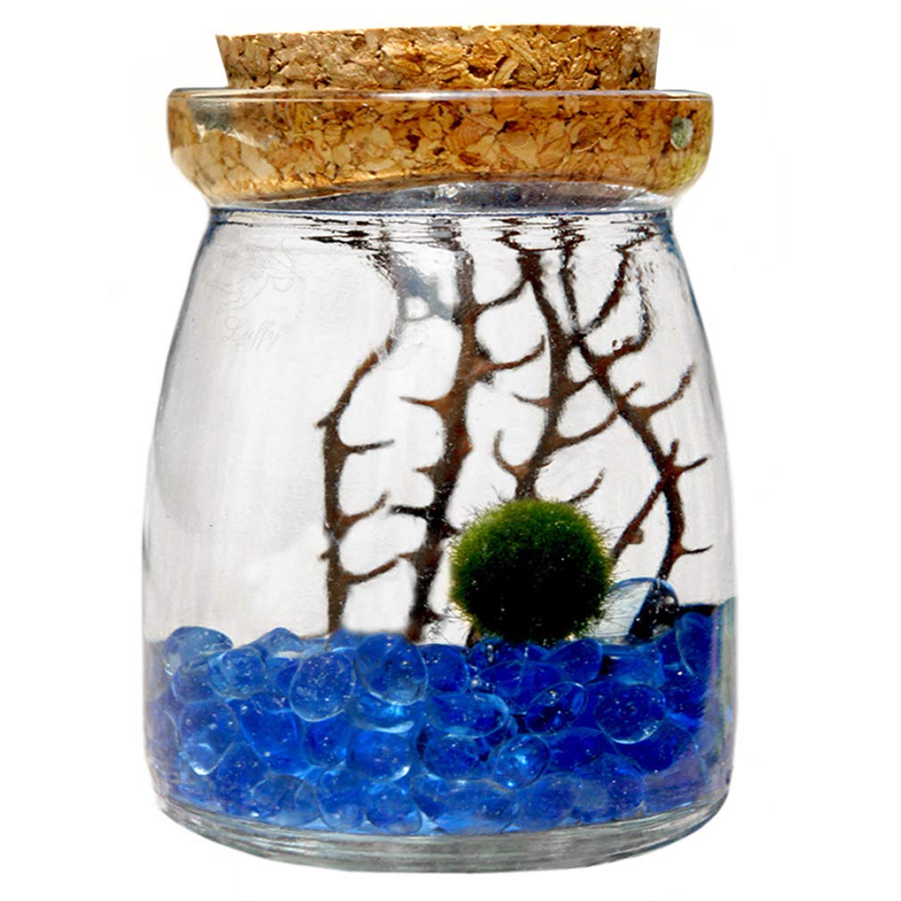 LUFFY Betta Balls: Live Marimo Plants : Natural Toys for Betta Fish : Aquarium Safe (Nano(Gift-Pack))