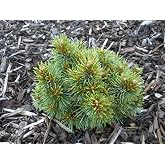 Dwarf Korean Pine - Pinus koriensis 'Gee Broom' - 1 &ndash; Year Live Plant