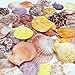 PEPPERLONELY 50 PC Pecten Colorful Scallop Sea Shells, 1-3/4 Inch ~ 2-1/2 Inch