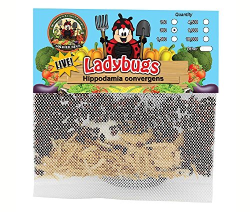 4 300+Live+Ladybugs+Guaranteed+Delivery