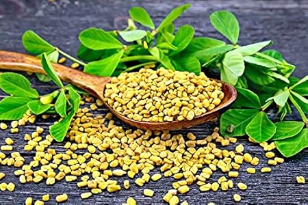 Creative Farmer Vegetable Seeds Greek-Clover Seeds - Methi Fenu Greek Seeds Herb Seeds Vegetable Seeds For Garden Home Garden Seeds