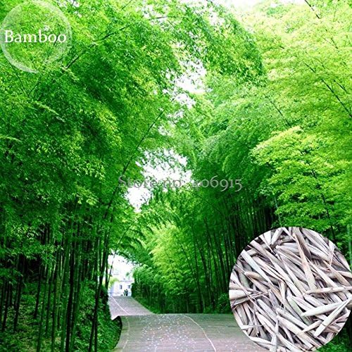 2018 Hot Sale Heirloom Anhui Dabie Mountain Moso Bamboo, 30 Seeds, Fast Growing high use Value E3646