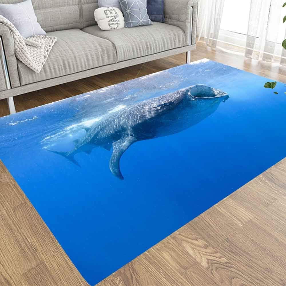 Colorful Area Rugs,Doocilsh 2X3 Area Rug of Indoor Outdoor Kids,Boys,Girls Area Rugs Use Whale Sharks Swimming in Blue Waters Mexico Mujeres