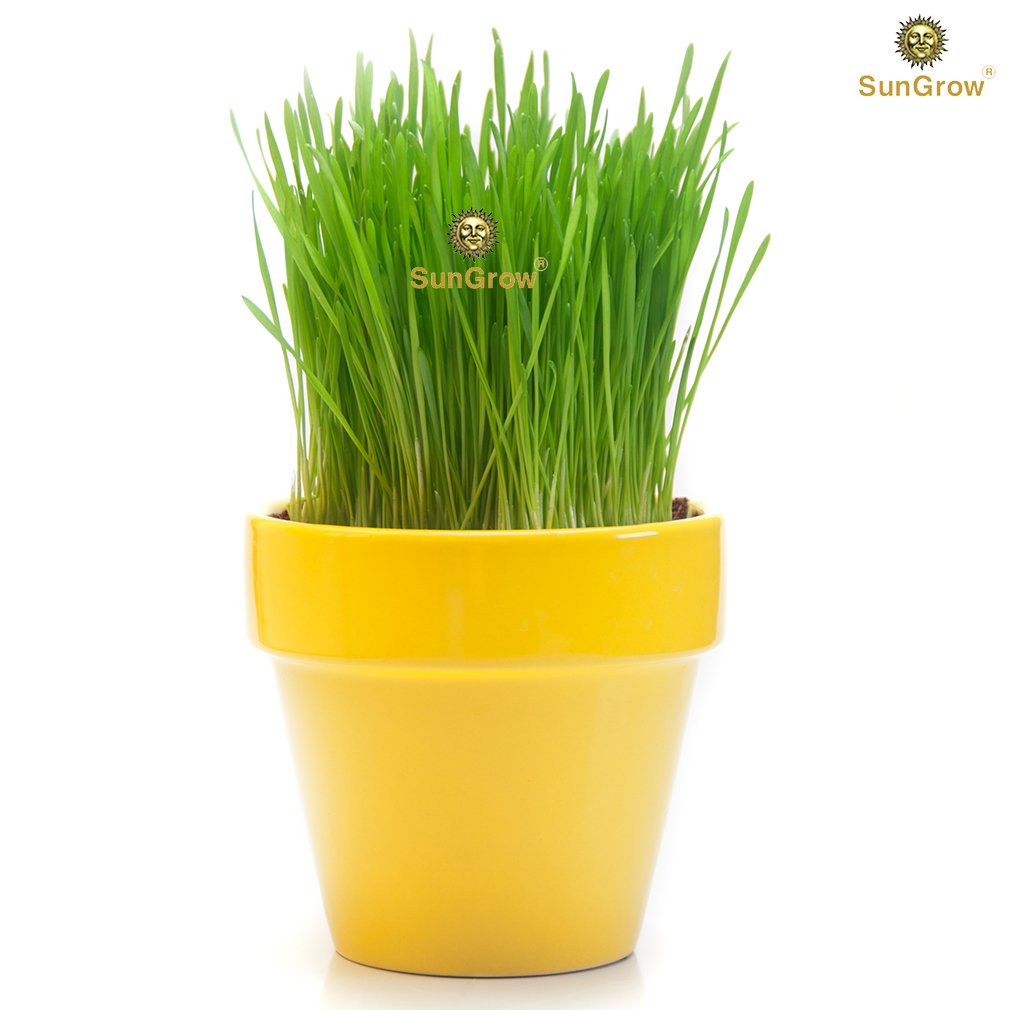 Wheatgrass Seeds for Cats by SunGrow - Aids faster digestion - Prevents furballs - Rich in essential amino acids - Fast, Thick and Easy growth Petgrass - Organic Non GMO seeds - 100 seeds per pack