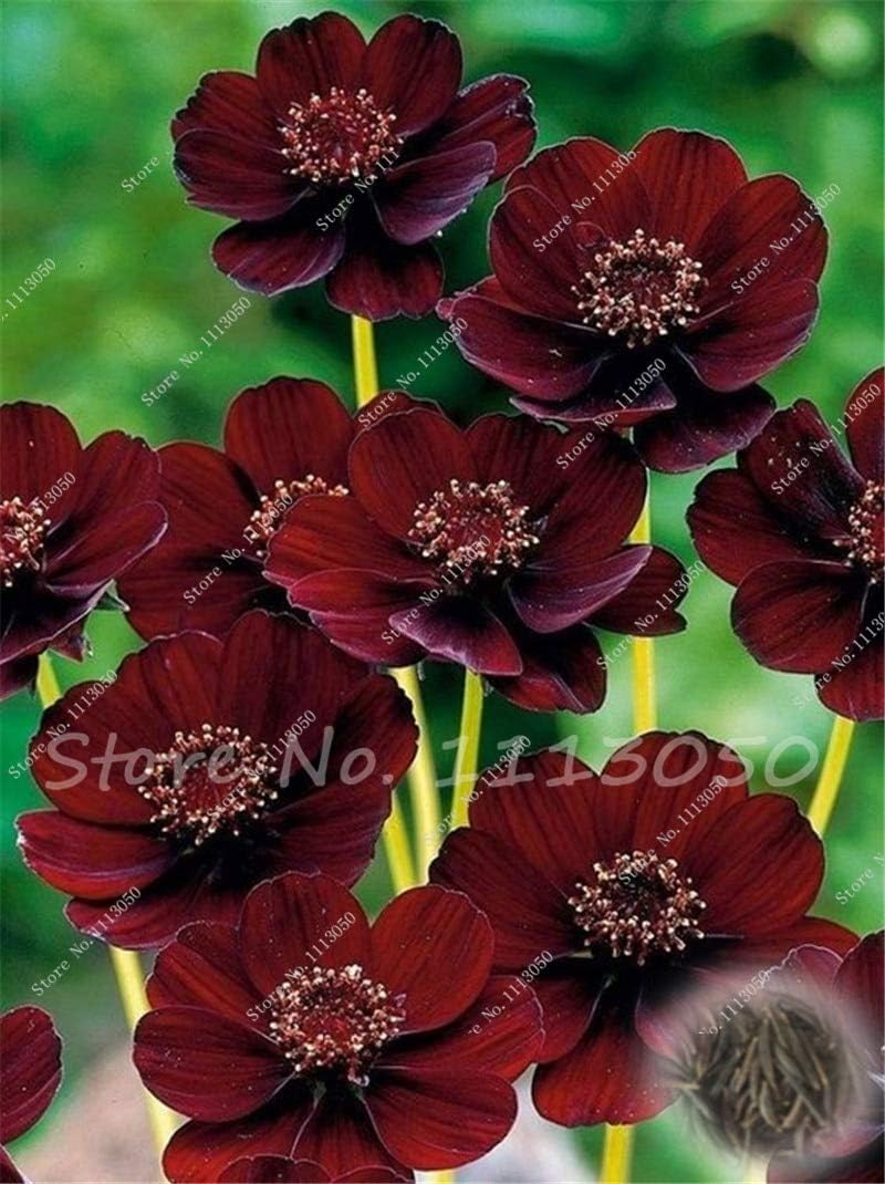 Amazon Co Jp 100個コスモス盆栽花の植物 Coreopsisのdrummondii 色coreopsis 家庭用の小さなコスモスの花 自然な成長 14 ホーム キッチン Amazon Co Jp 100個コスモス盆栽花の植物 Coreopsisのdrummondii 色coreopsis 家庭用の小さなコスモスの花 自然な成長 14 ホーム キッチン