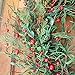 The Wreath Depot Marion Winter Berry Wreath 24 Inch, Enhances Winter Decor, White Gift Box Included