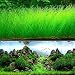 Aquarium Grass Plant Seeds, West Coast Easy Aquatic Live Plant, for Garden Lawn Fish Tank Aquarium Decor primary