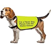 Foster Dog Jacket Vest Please Take Me Home Forever Dog Harness Dog Adoption Slogan Vest (Take Me Home Forever-Large)