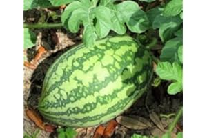 Instant Latch 25 Florida Giant Watermelon Seeds | Non-GMO | Heirloom | Fresh Garden Seeds