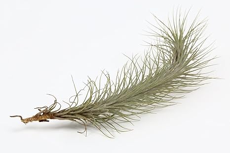 Amazon エアープランツ フンキアナ 1株 エアプランツ チランジア 土不要の観葉植物 インテリア 植物 室内 観葉植物 オンライン通販
