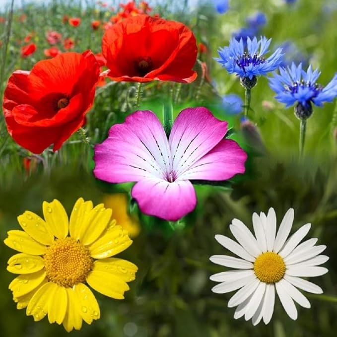 100 PURE CORNFIELD WILD FLOWER SEED MEADOW & FLOWERS 100g by pretty