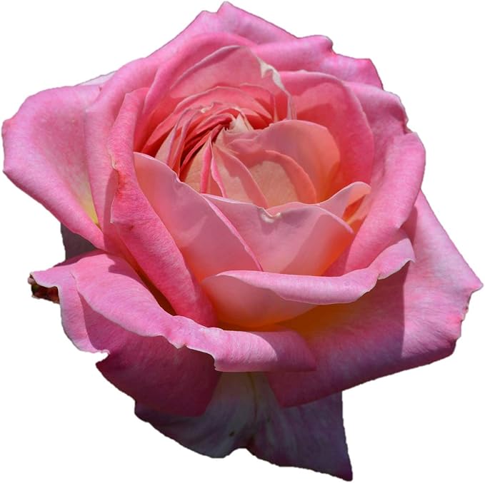 Amazon バラ苗 花山吹 はなやまぶき 国産新苗4号ポリ鉢 ハイブリッドティー Ht 四季咲き大輪 複色系 花