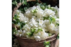 Double Jasmine Seeds – Fragrant Evergreen Flower Seeds, Night Blooming Climbing Plant for Garden, Balcony, Pots, Hanging Bask