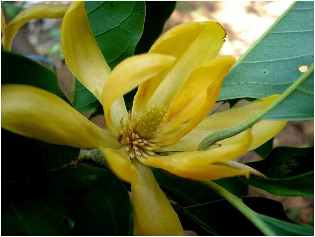 Michelia/Magnolia Champaca Joy Perfume Rare Tropical Plant Tree Seeds 20 Seeds TF101