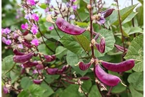 BULBORIUM 15PCS Purple Hyacinth Bean Seeds Dolichos Lablab Climbing Vine Non-GMO Seeds