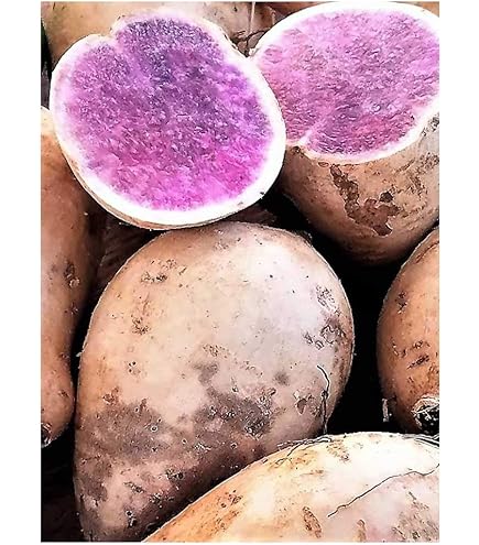 Sweet Potato　さま専用 00000000040747_1