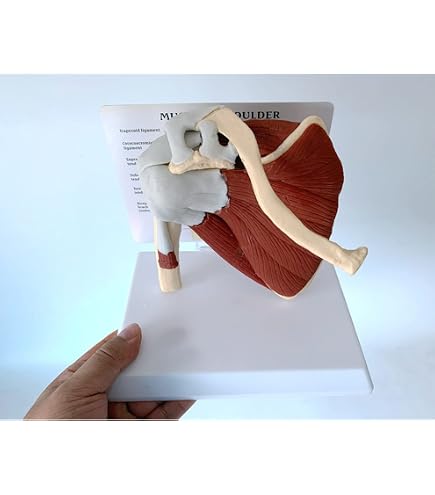 Leg Muscular Anatomical Model 20