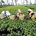 Basilur | Ceylon Orange Pekoe | Single Origin | Ultra-Premium Loose Leaf Black Tea | 100g / 3.52oz. per Box | Pack of 2