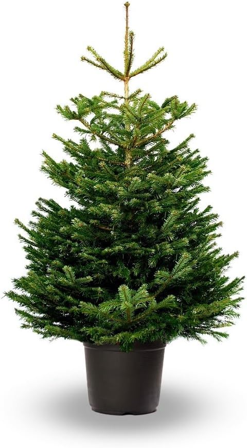 Arbol De Navidad Natural Altura Aprox 125 150cm Abies Nordmanniana Planta Viva Amazon Es Jardin