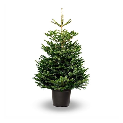 precio arbol navidad natural