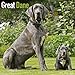 Great Dane (Euro) Calendar - Only Dog Breed Great Dane (Euro) Calendar - 2016 Wall calendars - Dog Calendars - Monthly Wall Calendar by Avonside