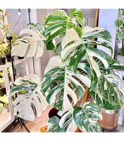 Amazon.com : Monstera Esqueleto, 4