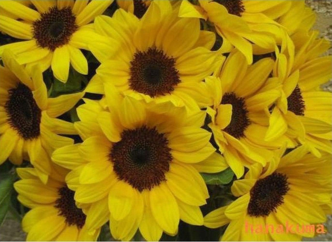 Amazon フラワーギフト ヒマワリ本の花束 お誕生日お祝 記念日などに 花束 オンライン通販
