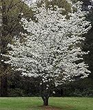 White Flowering Dogwood Tree - Healthy Established Plant - Flowering - 1 Gallon Potted - 1 Plant by Growers Solution