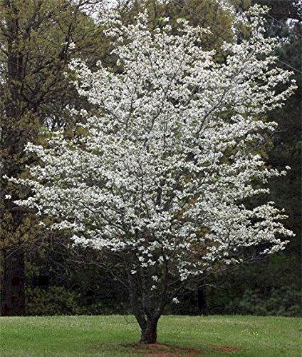 White Flowering Dogwood Tree - Healthy Established Plant - Flowering - 1 Gallon Potted - 1 Plant by Growers Solution