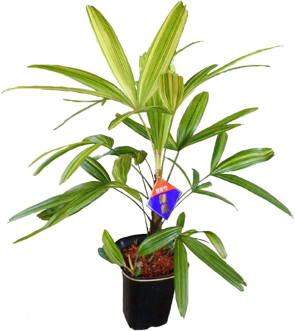 Amazon 観音竹 綾錦 カンノンチク アヤニシキ ４号鉢 観葉植物 鉢植え 観葉植物 オンライン通販