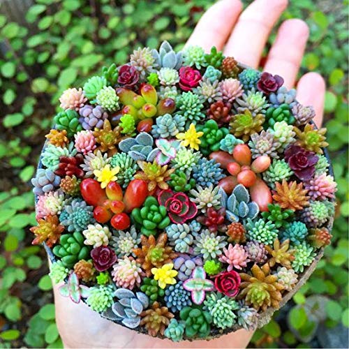 200pcs Rare Mixed Succulents Seeds for Planting - DIY Bonsai Ornamental Plant, Indoor Outdoor, Full Sun, Multi-Color