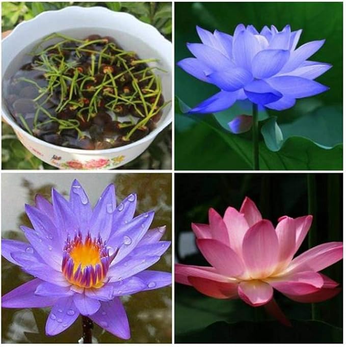 Tomasa Samenhaus LotusSamen/Wasserlilie,gemischte Farben,Wasserkulturpflanzen Lotus Seed