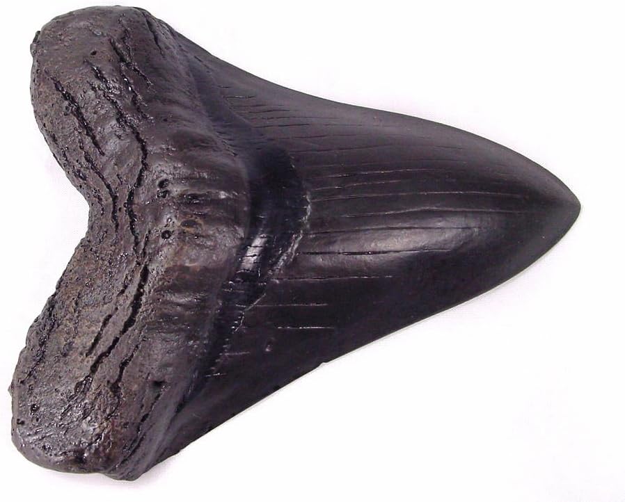 BUTW Megalodon Shark Tooth Resin Replica 5 1/2 Inch (Factory Seconds)