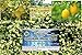 Extra Strength Colloidal Silver Soap Bar with Spring Fresh HOLISTIC Organic Honeysuckle & lemon, Strawberry Leaf Exfoliation, Helps Wash Away Germs and Viruses, no Residue (1 Bar) 6 oz
