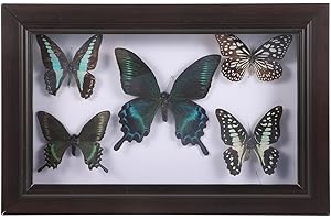 Artibetter Butterfly Specimen Photo Frame 11.81X7.87 Inch Wooden Wall Decoration for Home Party Educational Display DIY Craft