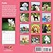 Poodles 2018 16 Month Wall Calendar 12 x 12 inches Bright Day Calendars Publishing