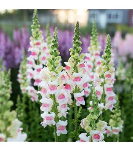 potiron❤︎ HXAM7326.jpg