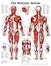The Muscular System Anatomical Chart