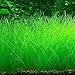 Aquarium Grass Plant Seeds, West Coast Easy Aquatic Live Plant, for Garden Lawn Fish Tank Aquarium Decor