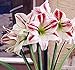 Ambiance Amaryllis - One Large Red and White Amaryllis Bare Root Bulb