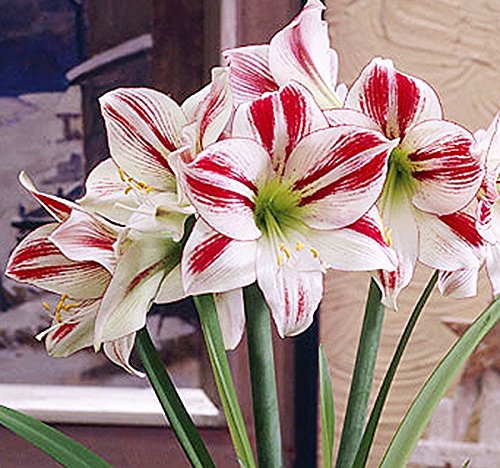 Ambiance Amaryllis - One Large Red and White Amaryllis Bare Root Bulb