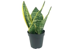 Live Snake Plant – Sansevieria Superba Trifasciata – ragnaroc Tropical Plant in 4” Pot +6” Plant Height, Indoor House Plant in Pot, Potted Succulent Plant