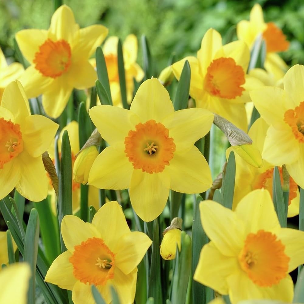 6 Daffodil Fortune - Narcissus Large Cupped - Boasts Strong Large Flowers - Super Easy to Grow - Early to mid-Spring Blooming Perennial - for Your Beautiful Garden, Brown