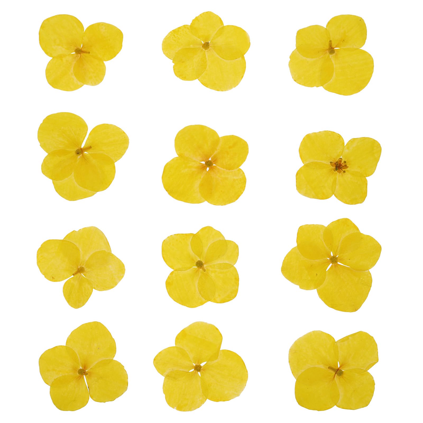PATIKIL Dried Pressed Flower, 48 Pcs for Resin DIY Crafts Nail Art Cards Scrapbooking Jewelry Making Floral Decor Candle Decors, Yellow