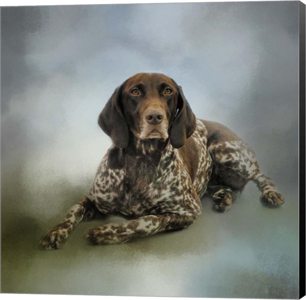 german shorthaired pointer x