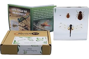 CHERISH XT Taxidermy Dragonfly, Life Cycle of Real Dragonfly Specimen Animal Specimens in Resin for Science Classroom Science Education