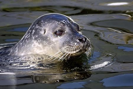 Amazon Co Jp A3 ポスター アザラシ水泳 壁紙ウォールステッカーポスター A3 4x297mm Generic